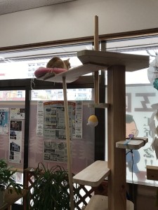 キャットタワー２